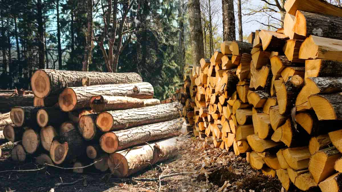 De chômeur à millionnaire il vendait du bois de chauffage et a généré plus d’1 million d’euros en 5 ans grâce à cette astuce imparable !